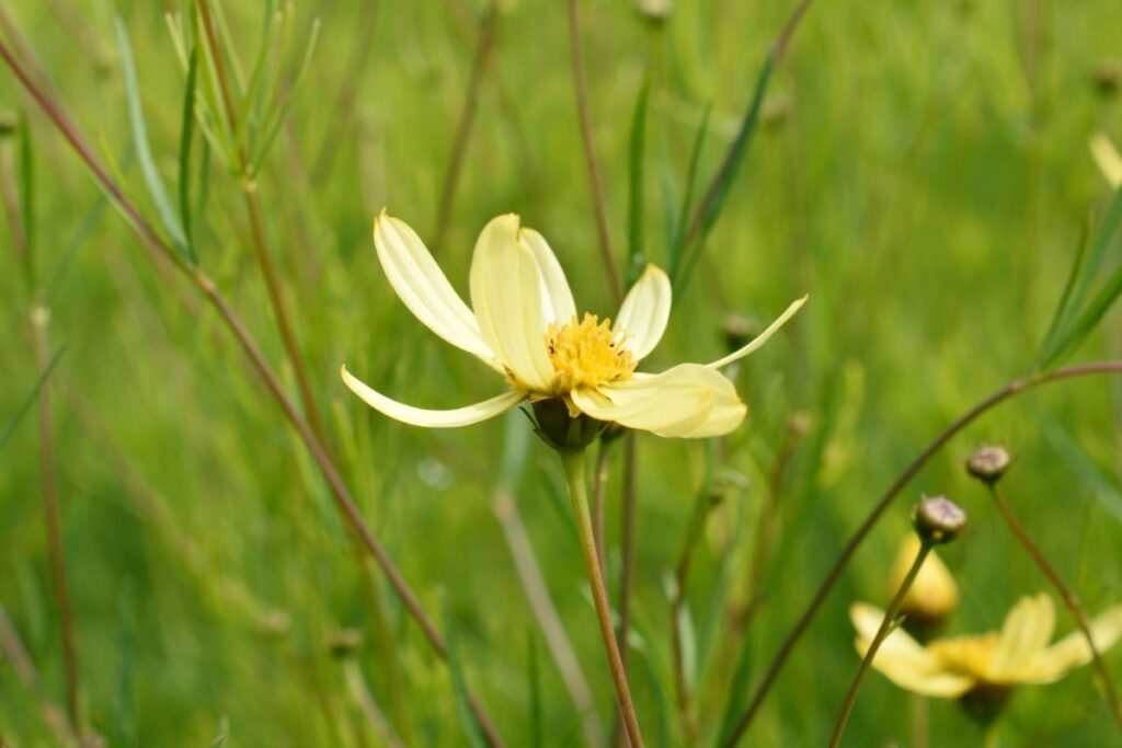 Stiff Tickseed, Coreopsis Palmata