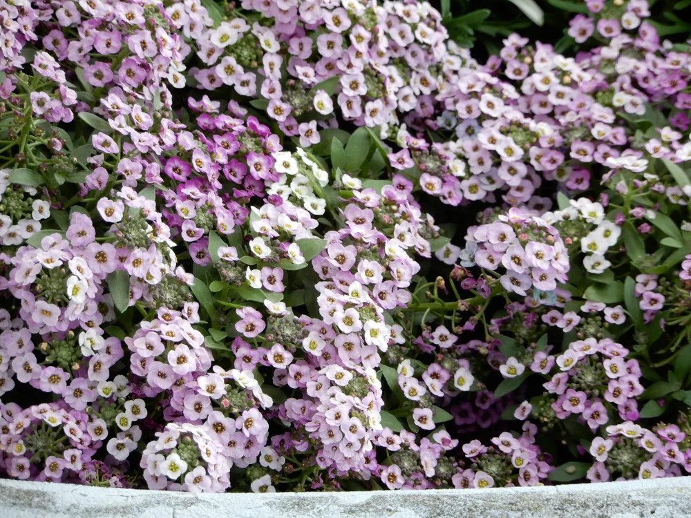 Sweet alyssum