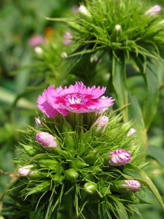 Pink Biennial Plant