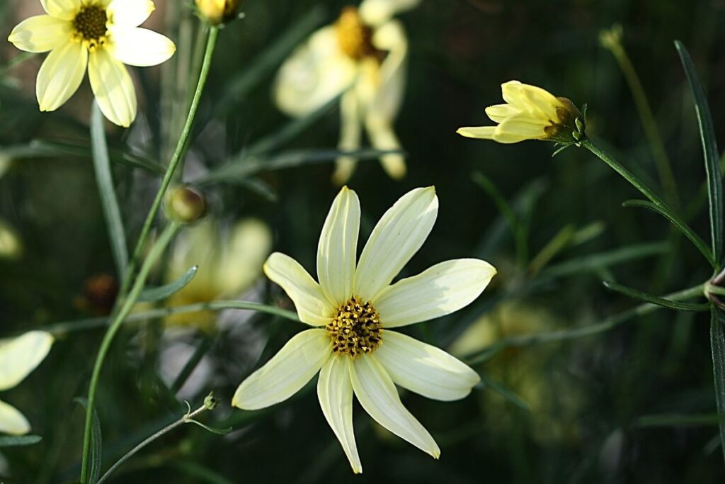 Tall Tickseed, Coreopsis Tripteris