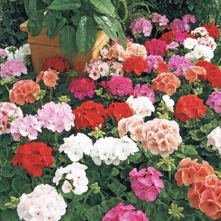 Park Seed Maverick Mix Geranium Seeds