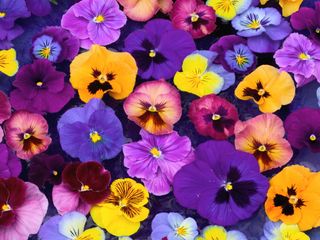 multicolored pansies