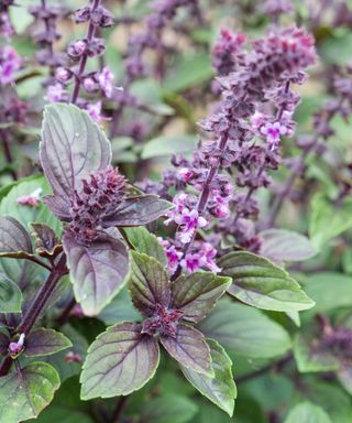 African Blue basil flowering in garden