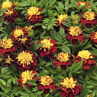 Park Seed Super Hero Spry marigold seeds