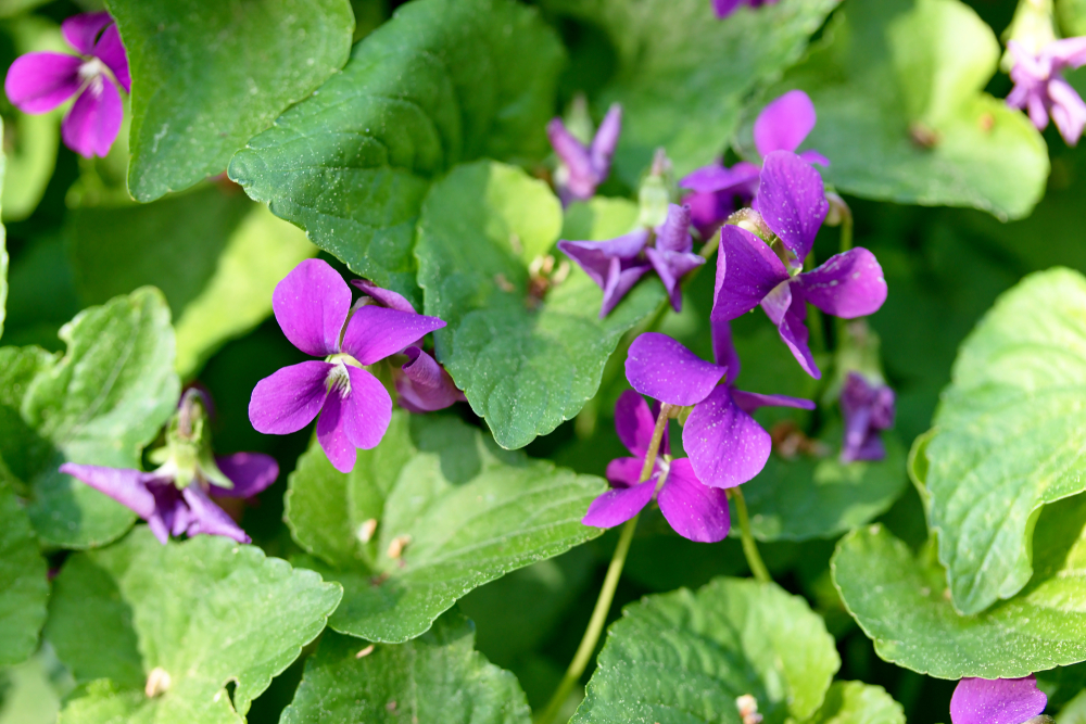 Common blue violet