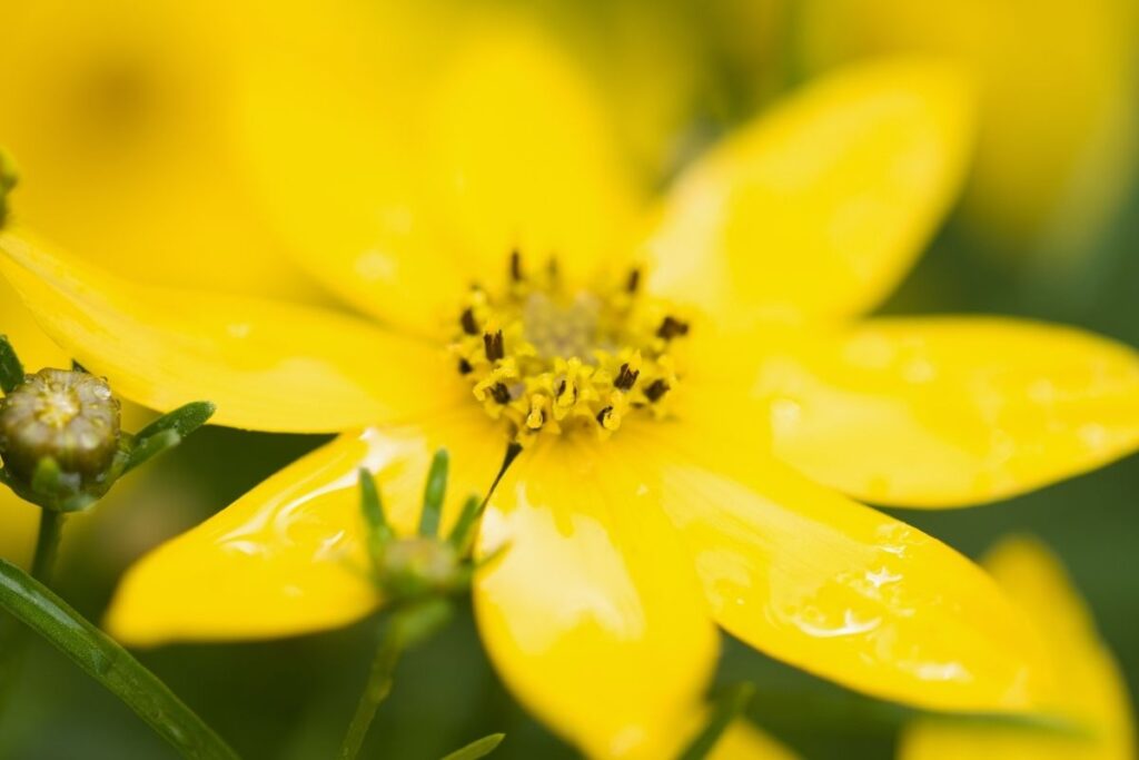 Whorled Tickseed, Coreopsis Verticillata