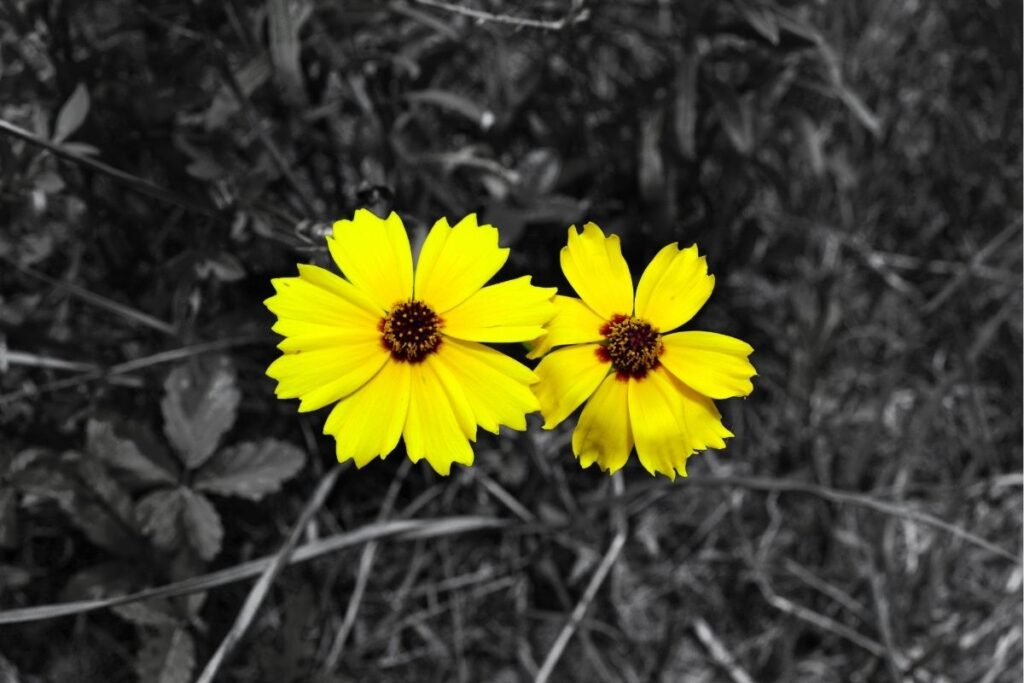 Woodland Tickseed, Coreopsis Pulchra