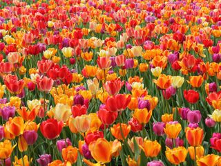 A field of tulips