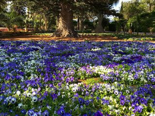 Purple and white flowers growing in the shade of a tree