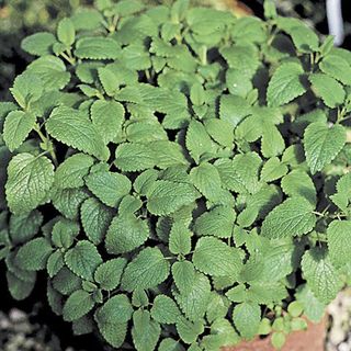 Spearmint plant grown with seed from Park Seed