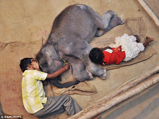 Nandgopal, 8, and Lavindya, 4, asleep next to Giri, an orphaned elephant calf who was rescued from Javalagiri Range of Hosur Forest Division in southern India, on April 26, 2010, in Chennai, India.