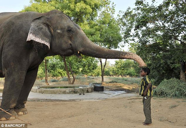 Anu, 6, commands an adult orphaned elephant who was rescued by the authorities of Arignar Anna Zoological Park on April 26, 2010 in Chennai, India.