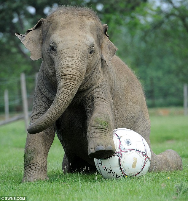 Close control: Donna traps the football under a foot as she gets ready to start playing games