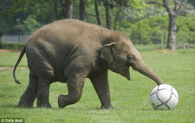 Keep the ball: Donna uses her trunk to ensure she maintains control of her football