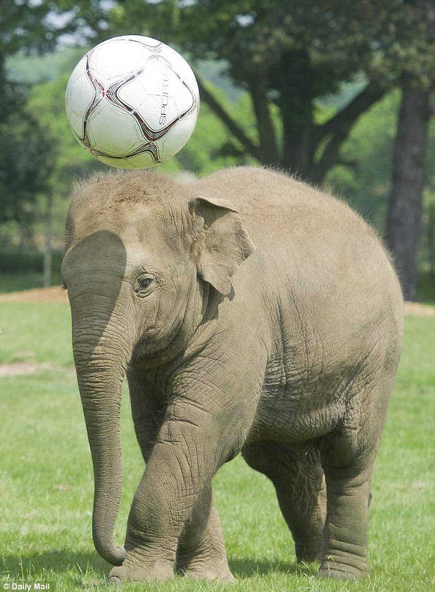 Heads up: Donna shows she is as impressive at heading as she is with the ball at her feet