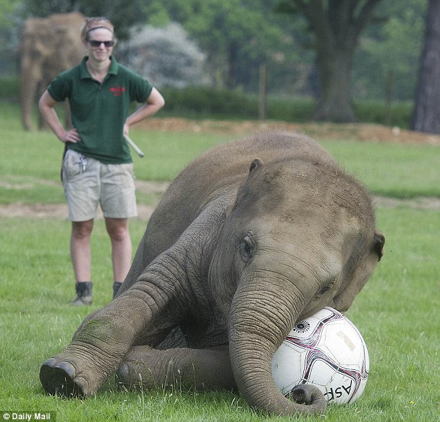 And relax... Donna takes a well-earned rest, but makes sure she gets to keep the matchball