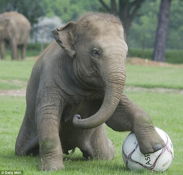 Having a ball: Donna pulls off a skilful dragback during her amusing display at Whipsnade Zoo