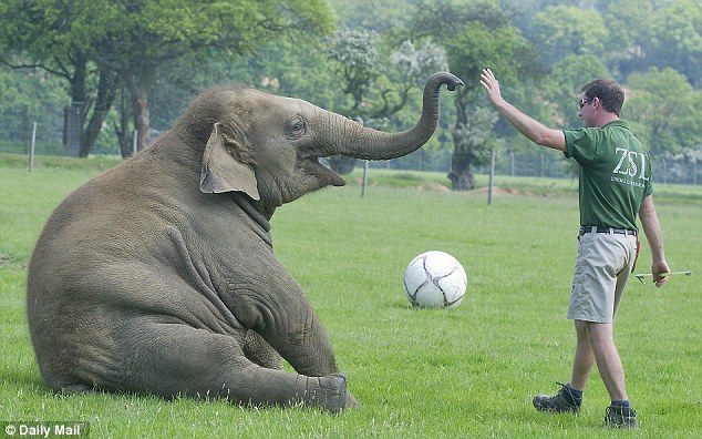 High five: Donna celebrates with keeper Darren Fellowes after another impressive routine