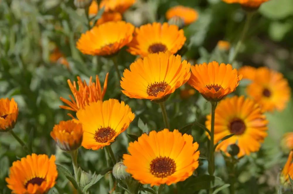 Calendula