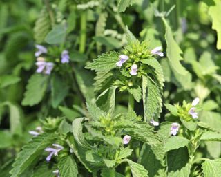 Lemon balm growing in garden