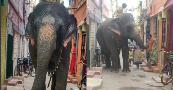 Shocking: 70-YO Elephant's Starving Body Hidden Under Costume For Sri  Lankan Festival!