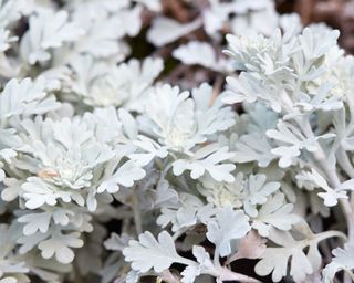 Artemisia stelleriana wormwood