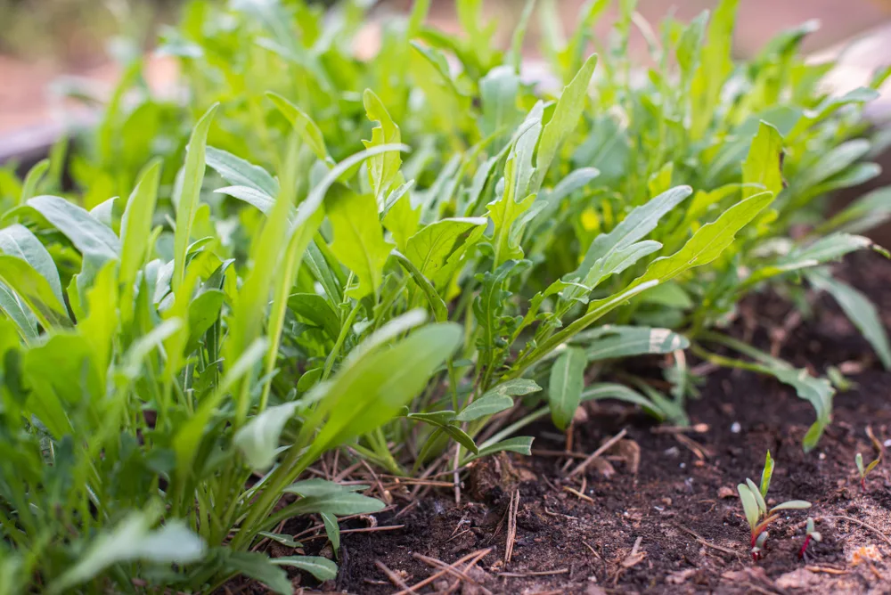 Arugula