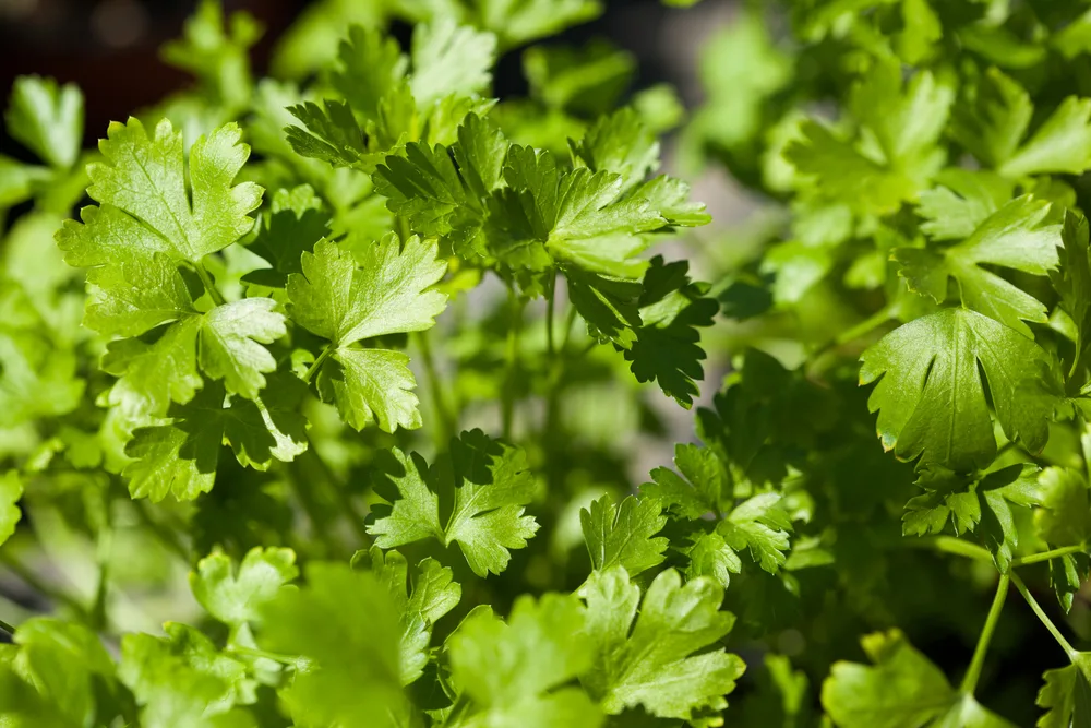 Parsley