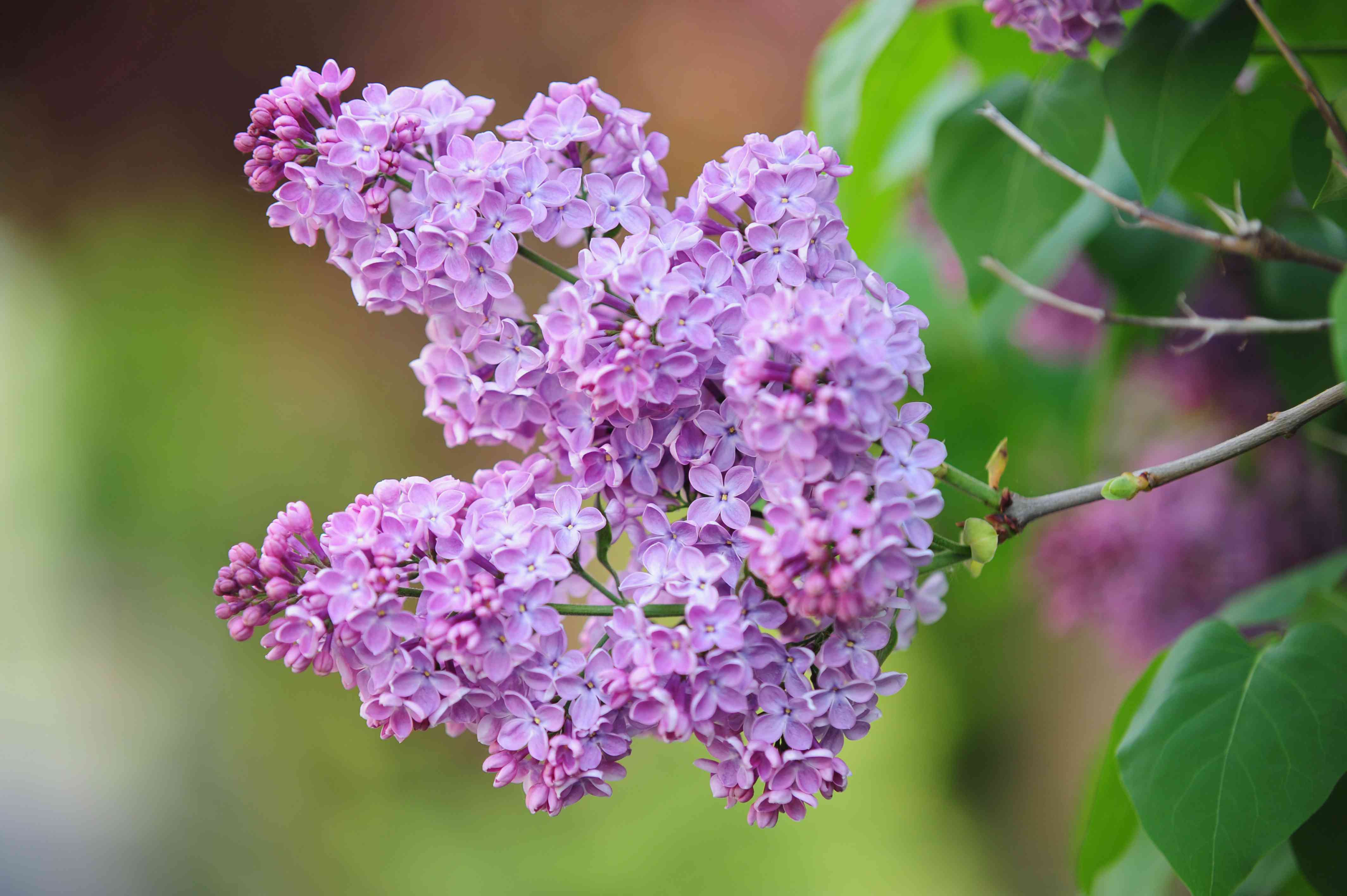 Lilac Bush: Plant Care & Growing Guide