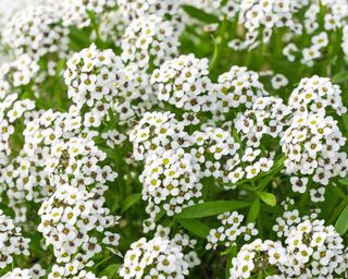 Sweet Alyssum flowers