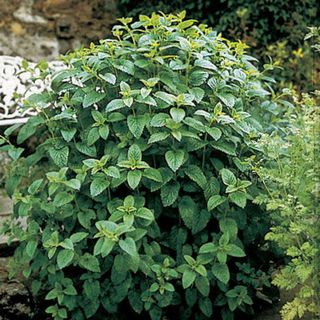 Park Seed Lemon Balm Seeds