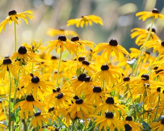 Black-eyed Susan flowers – or Rudbeckia fulgida