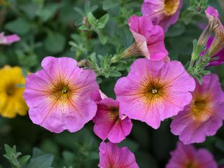 Pink petunia flowers