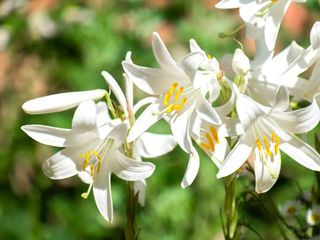 White lily flowers