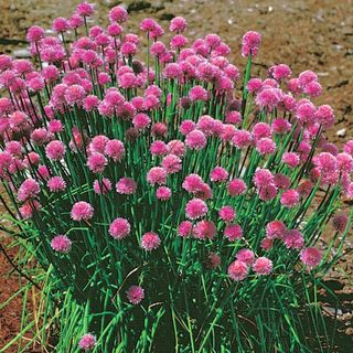 Chive flowers