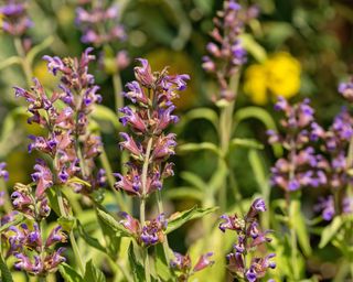 Sage in bloom in the garden