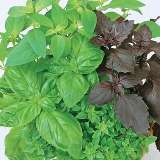 Culinary blend basil mix