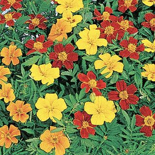 Park Seed Disco Mix marigold seeds