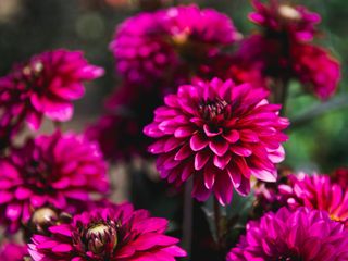 Purple dahlia flowers